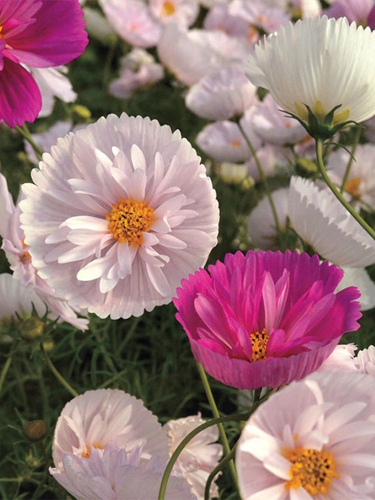 Hezhichun Cosmos bipinnatus 'Cupcakes'