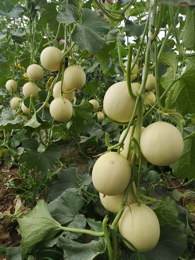 Caidu Jinyu No. 12 Muskmelon
