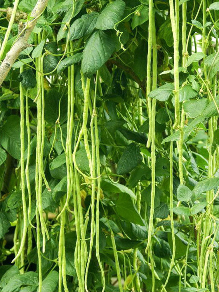 Yapajia 28-2 Yardlong Beans