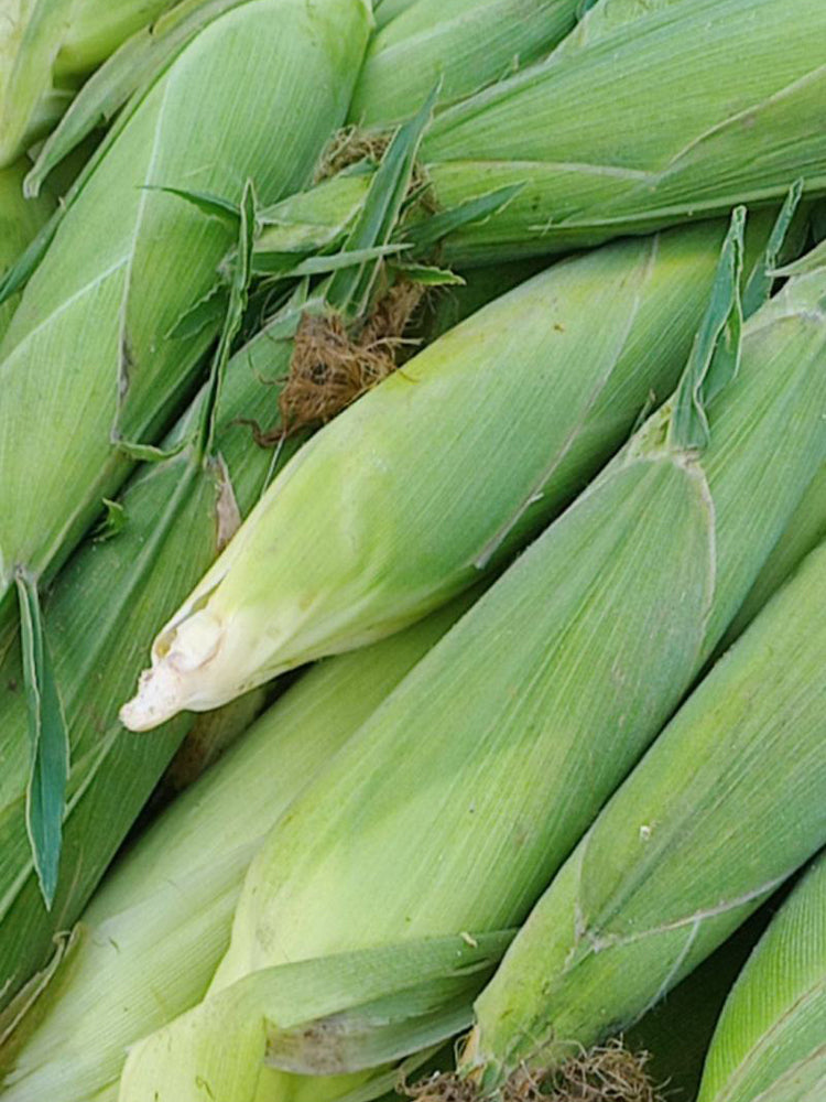Jingkenuo 2000E Corn