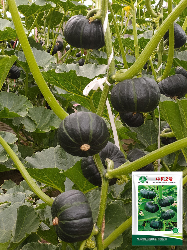 Zhongbei No.2 Pumpkin