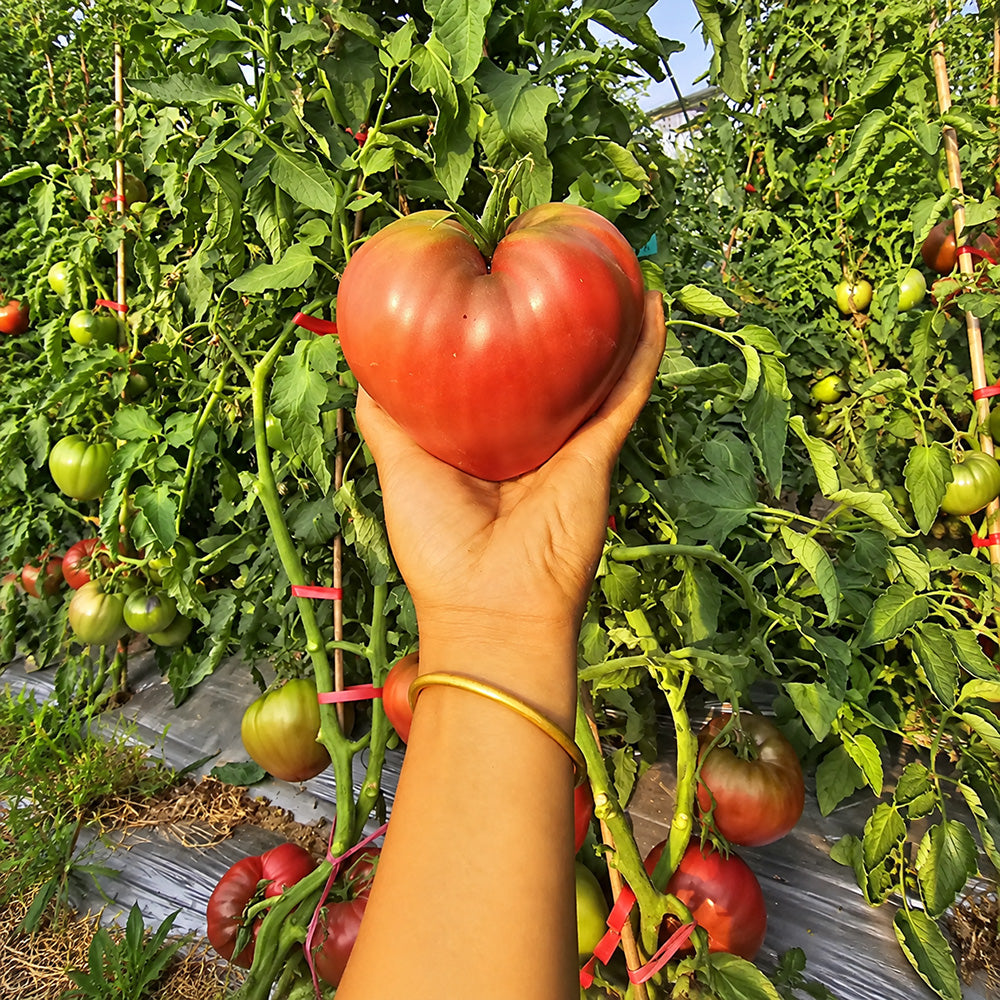 239 Borisovna's Black Heart Tomato