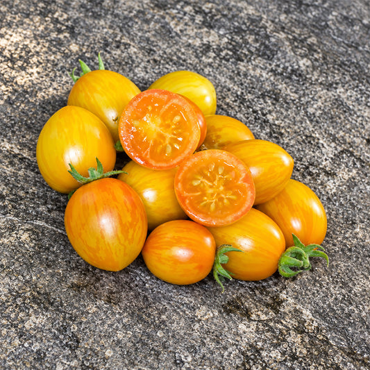 545 Tigret Yellow Tomato