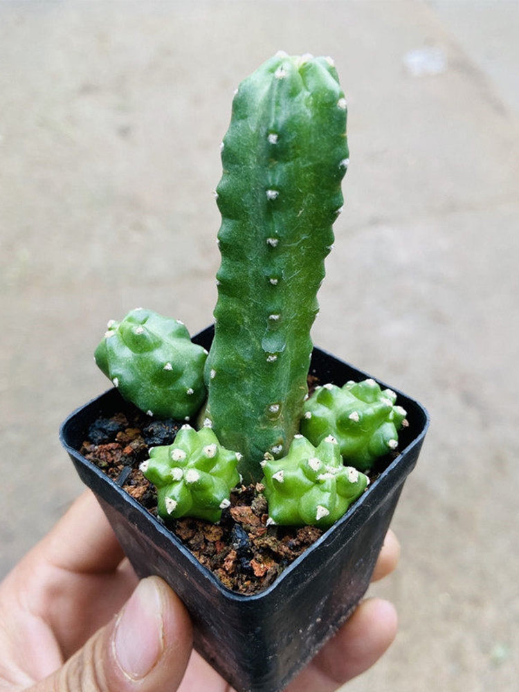 Echinocereus pentalophus cv 'Momotaro'