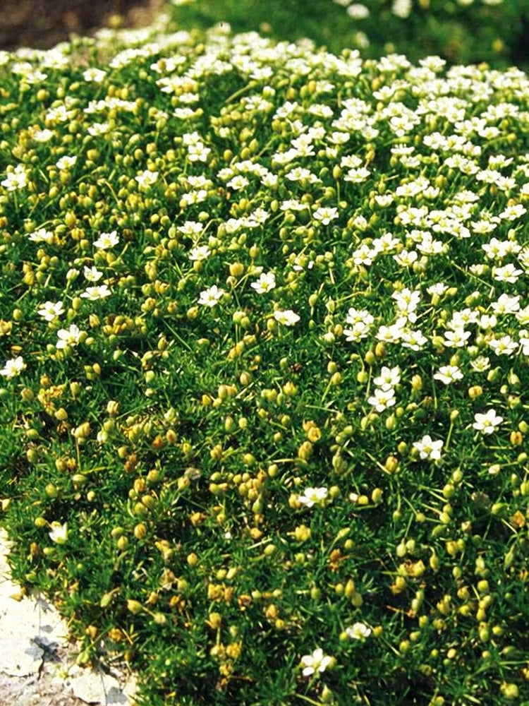 Irish Moss