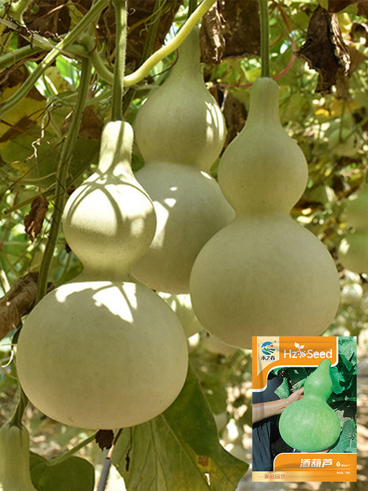 Hezhichun 'Slender Waist' Bottle Gourd