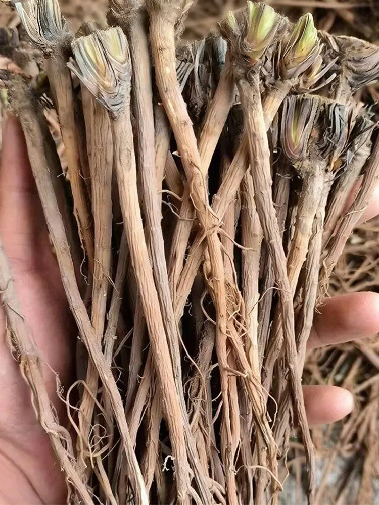 Bupleurum chinense