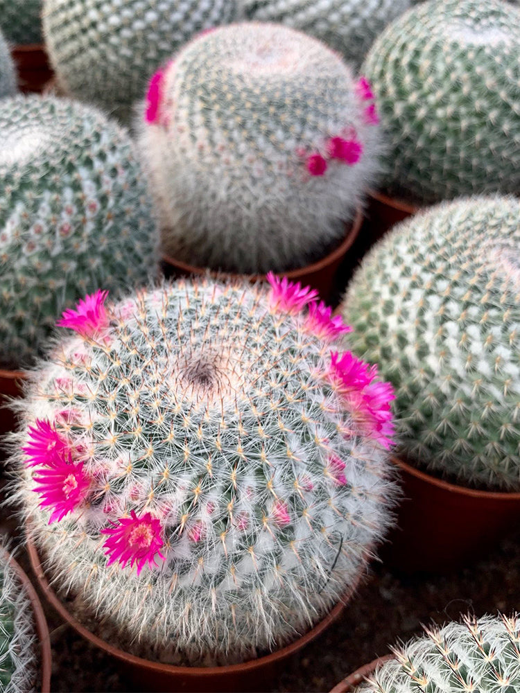 Mammillaria hahniana