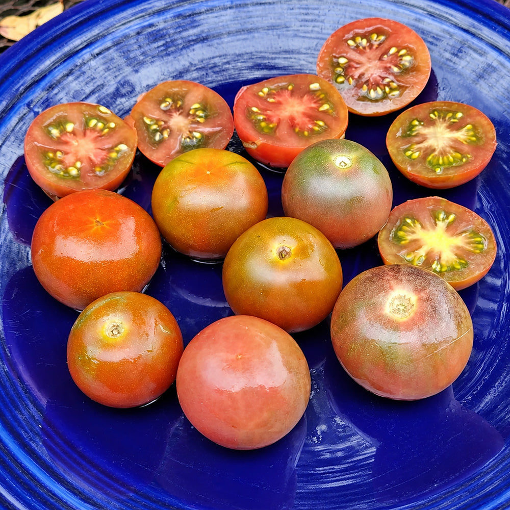582 Blue Bunny Tomato