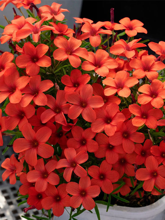 Oxalis obtusa Series Bulb - 'Blood'