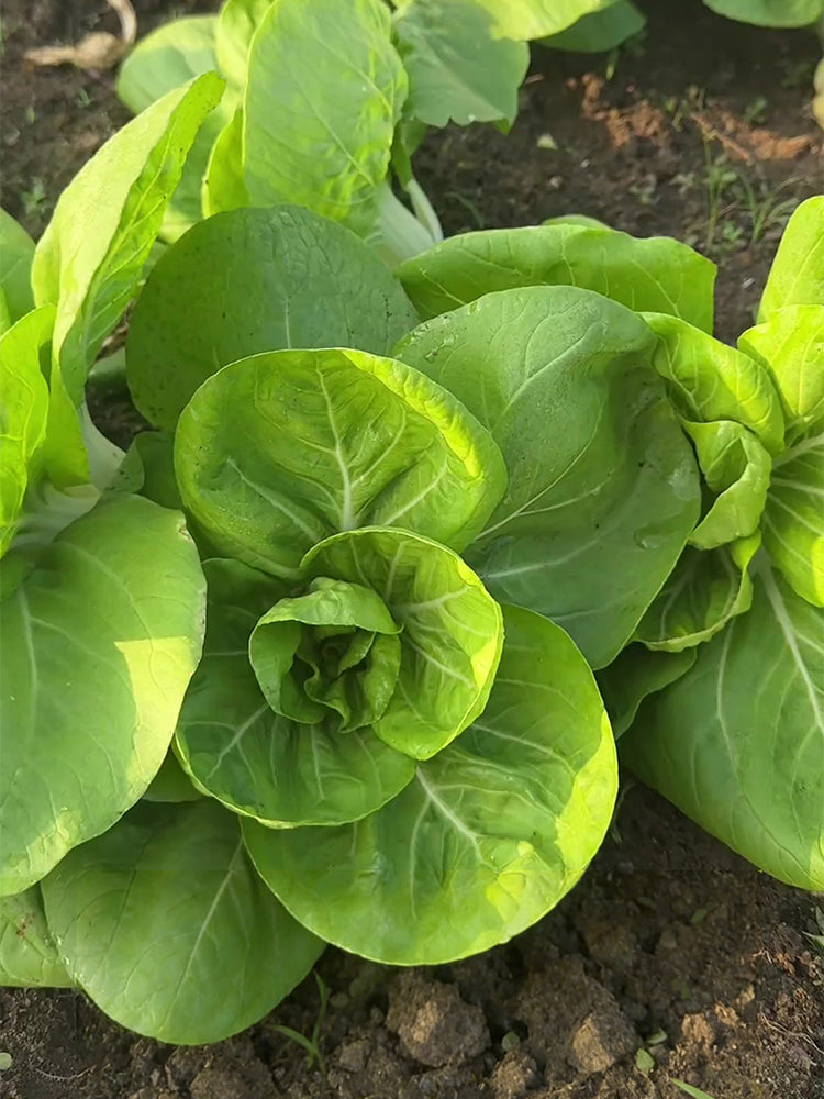 'Hefeng' Dwarf Bok Choy