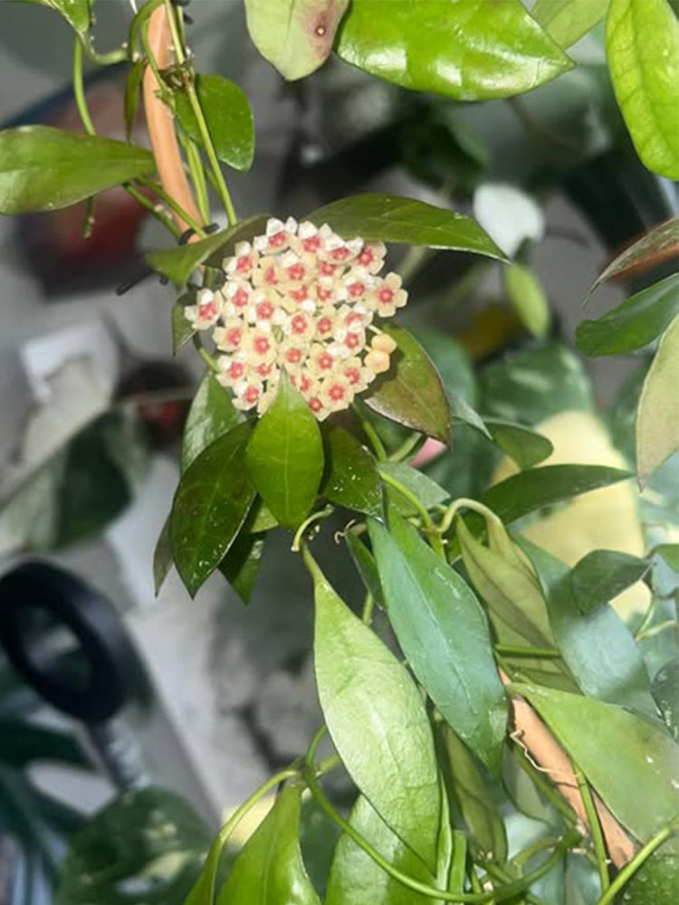 Hoya walliniana Unrooted Stem Cuttings
