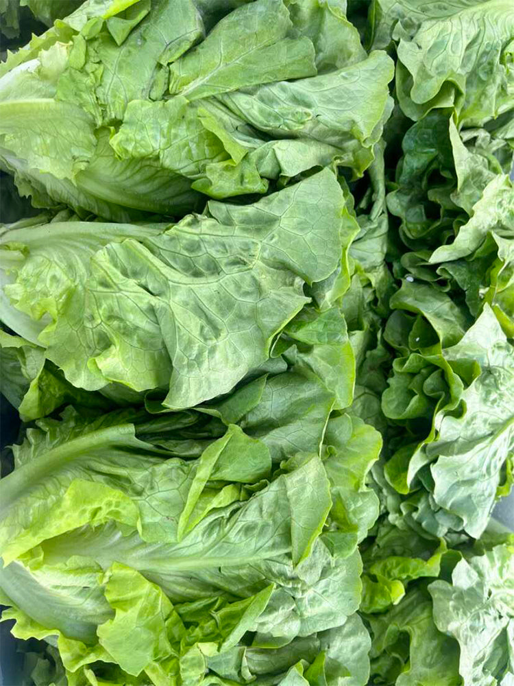 'Lvmei' Italian Leaf Lettuce