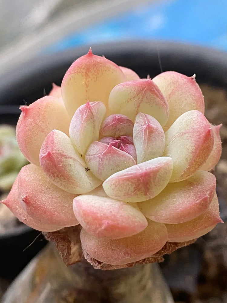 Echeveria 'Peach Pride'‌
