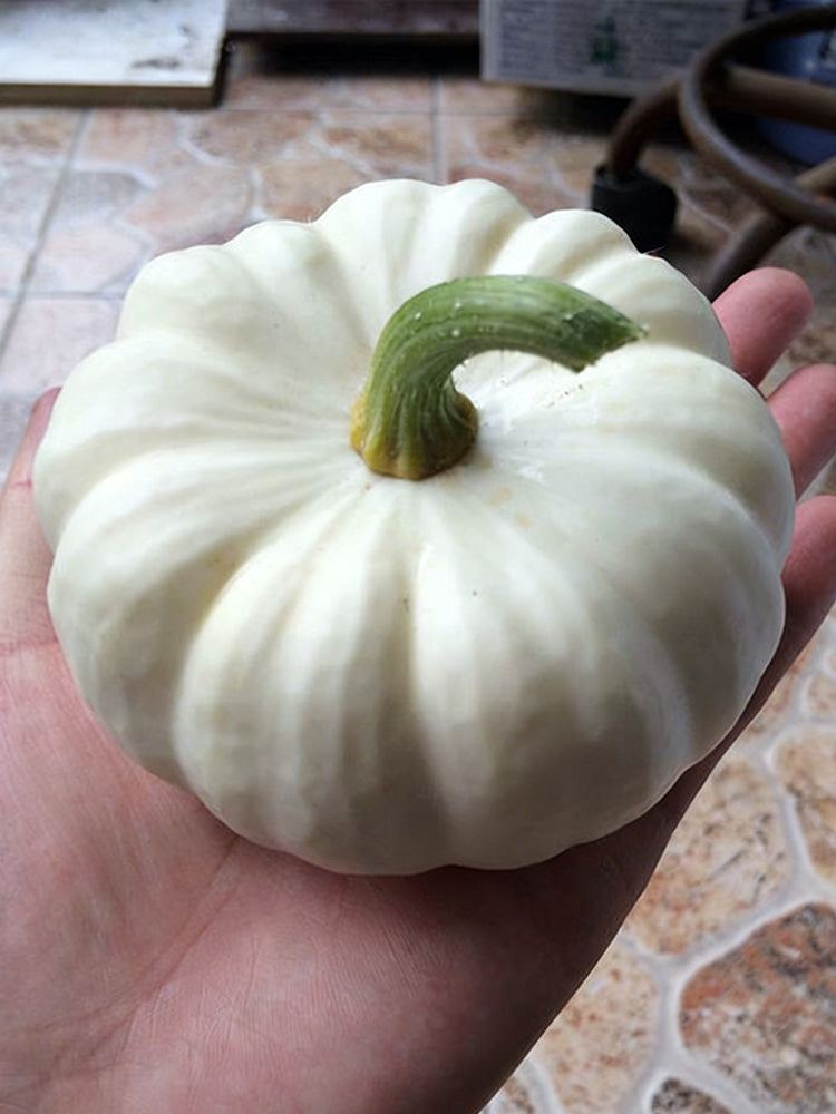 Specialty Mini White Beibei Squash