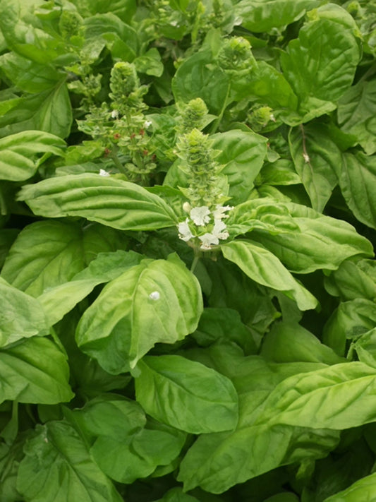 Giant Leaf Basil