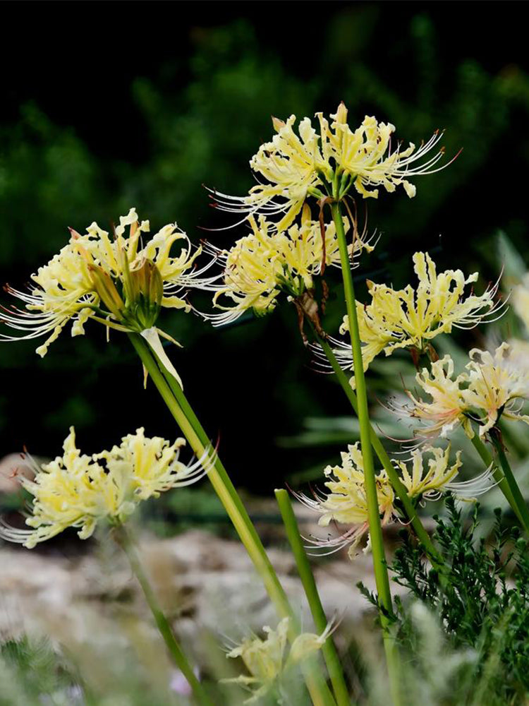 Straw Lycoris
