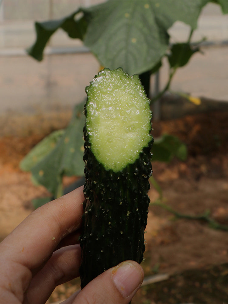 'Fuyang 35' F1 Cucumbers (Cucumis sativus)