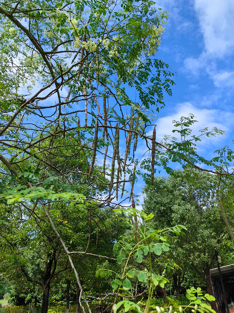 Moringa tree