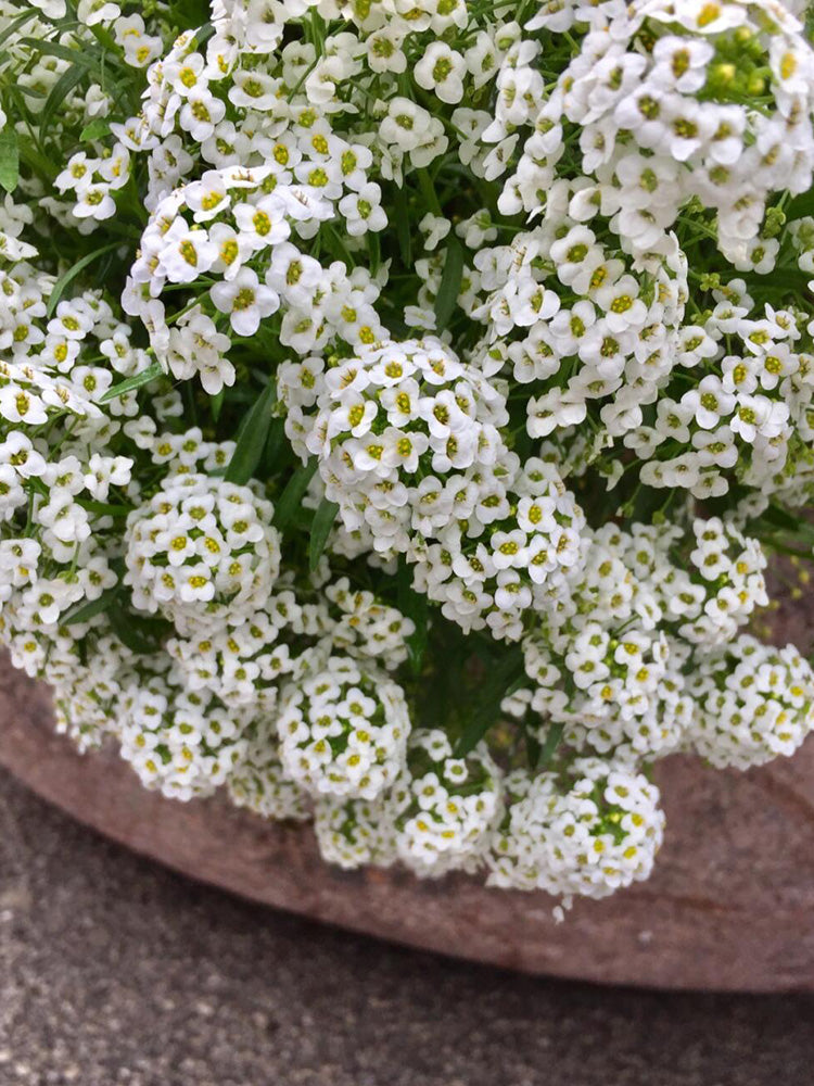 White Sweet Alyssum