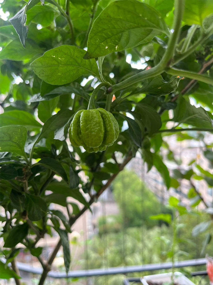 Dragon's Breath Pepper