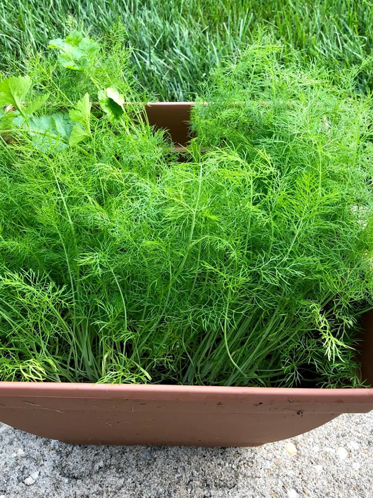 Small Leaf Fennel