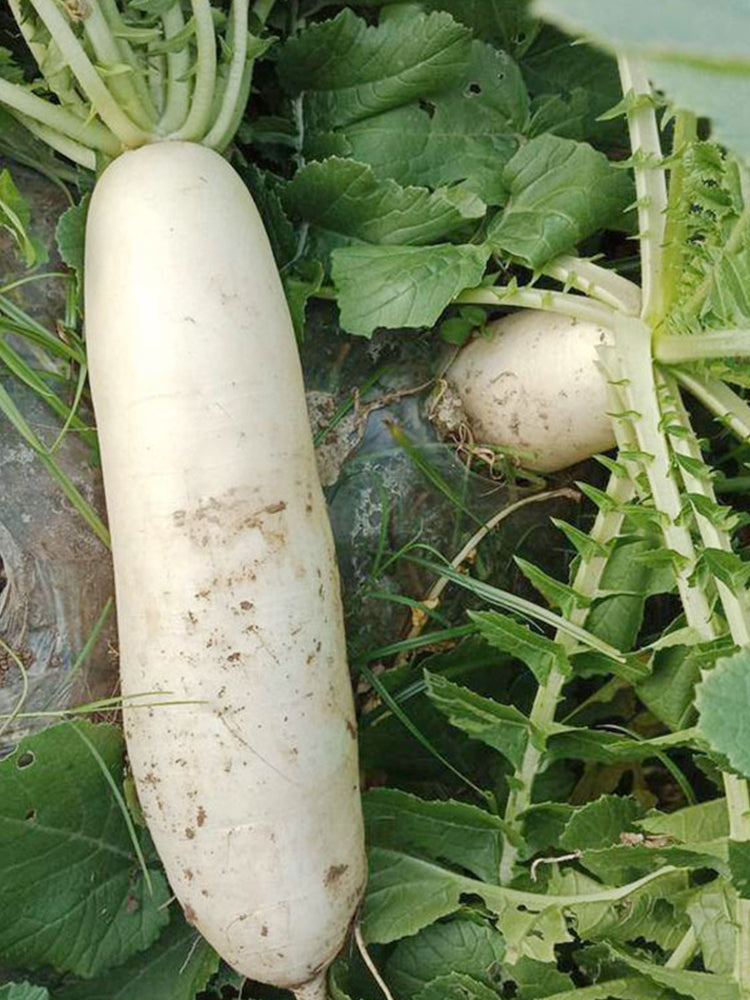 'Hanyuchun' White Radish