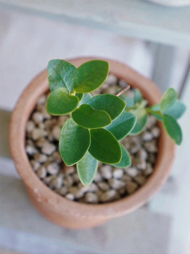 Hoya cumingiana Unrooted Stem Cuttings