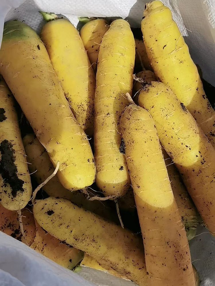 Qitou Yellow Carrot