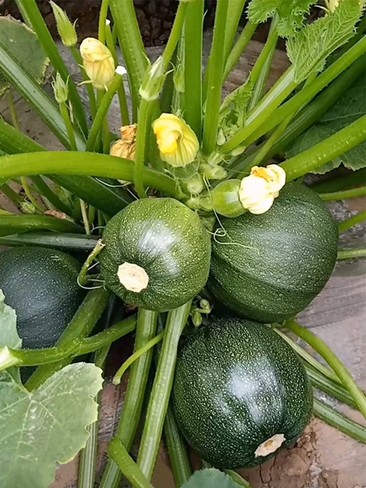 Shengfeng Dark Jade Zucchini