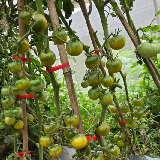742 Mexico Green Cherry Tomato