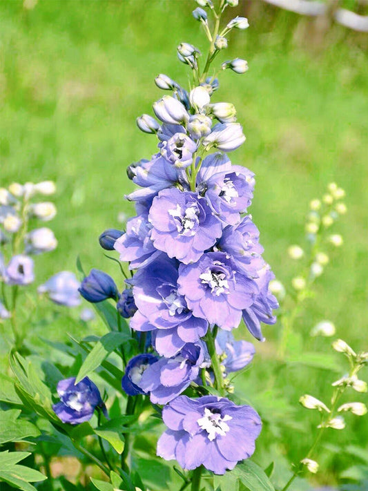 Large-flowered Delphinium (Delphinium grandiflorum 'Cute' Series)
