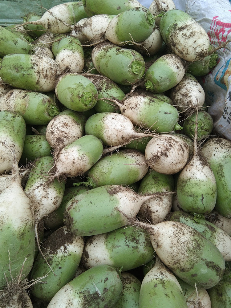 'Liangguan' Apple-shape Green Radish