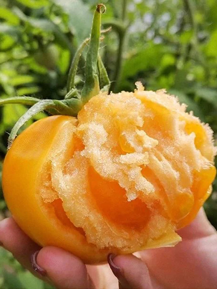 Sand-Rind Big Yellow Tomato
