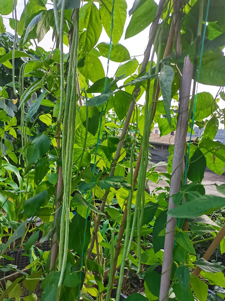 'Jiangshan Sijin' Cowpea