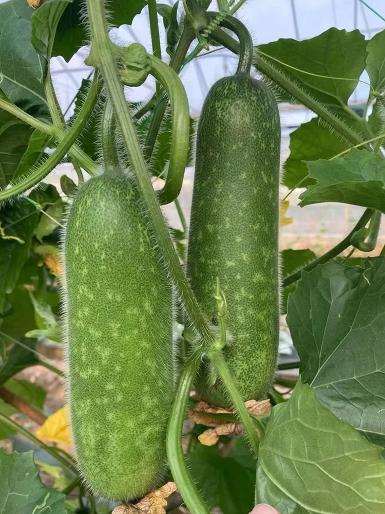 Baocui F1 Hybrid Hairy Gourd