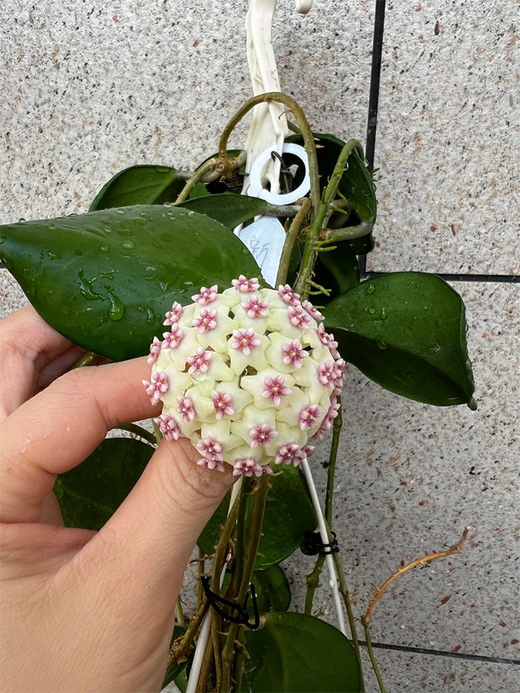 Hoya 'Wonder' Unrooted Stem Cuttings