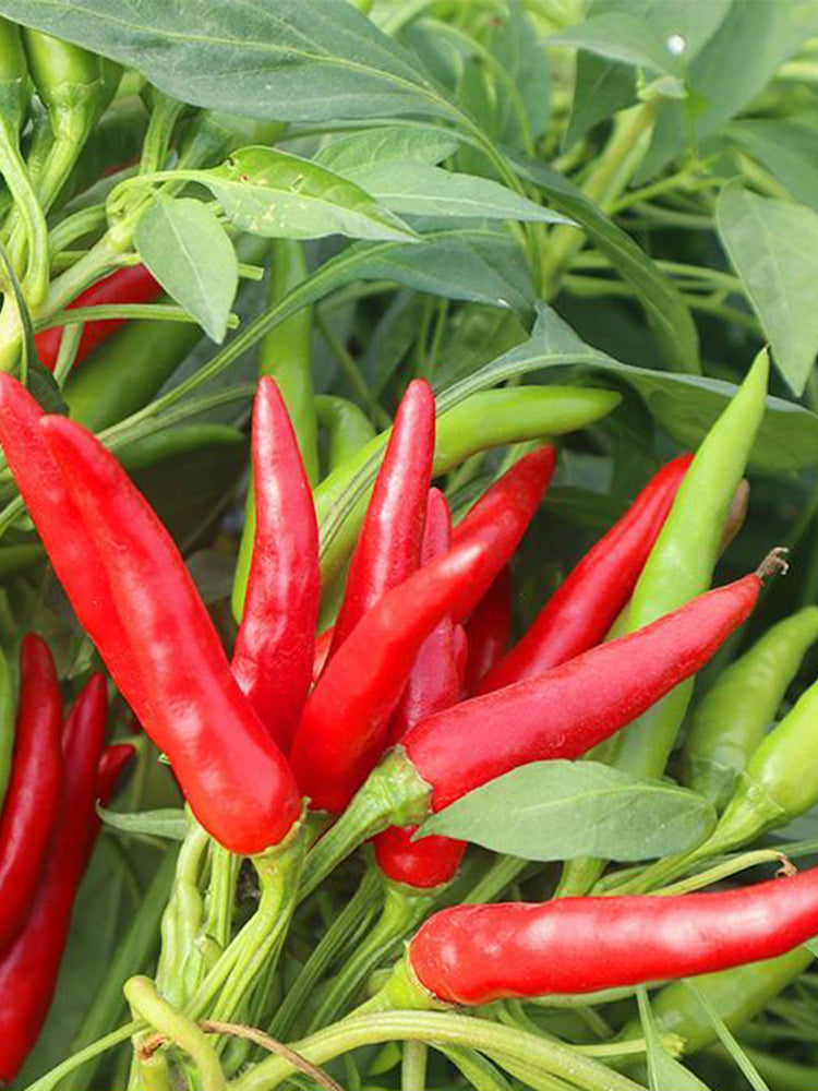 Tasty Upward-Growing Chili Peppers