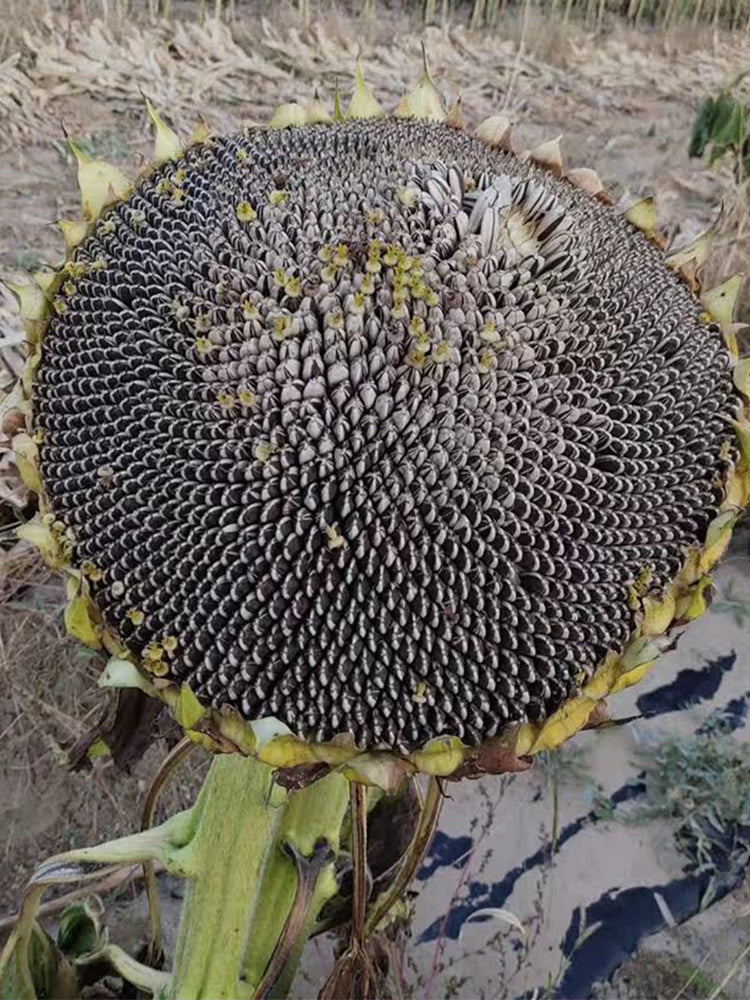 Black Three-Stripe Sunflower