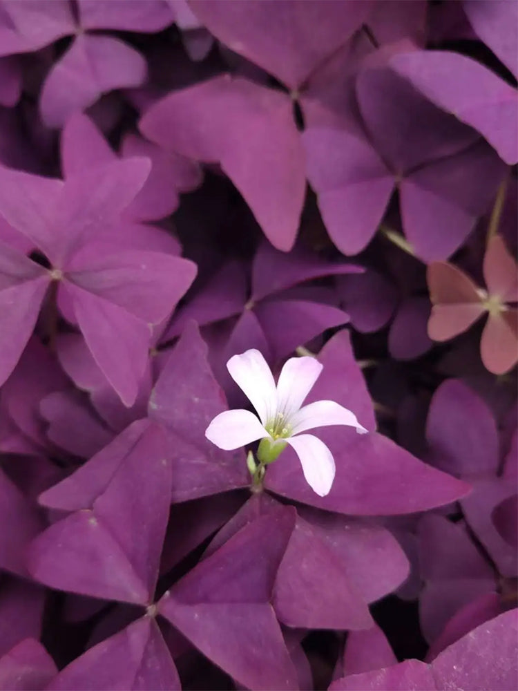 Oxalis triangularis 'Purpurea'