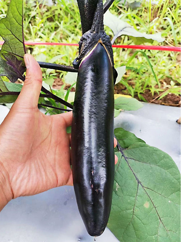 'Changza 216' Eggplant