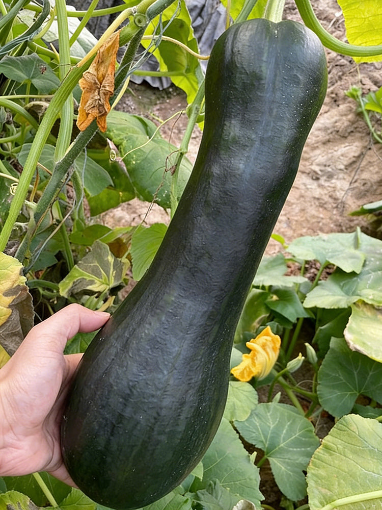 Extra-Early Mobo Squash