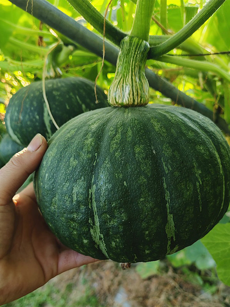 Sweet Chestnut No.2 Pumpkin