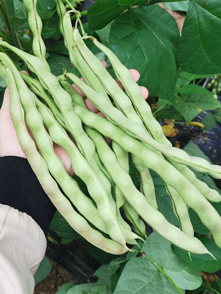 'Shuangqing No.35' Snap Bean