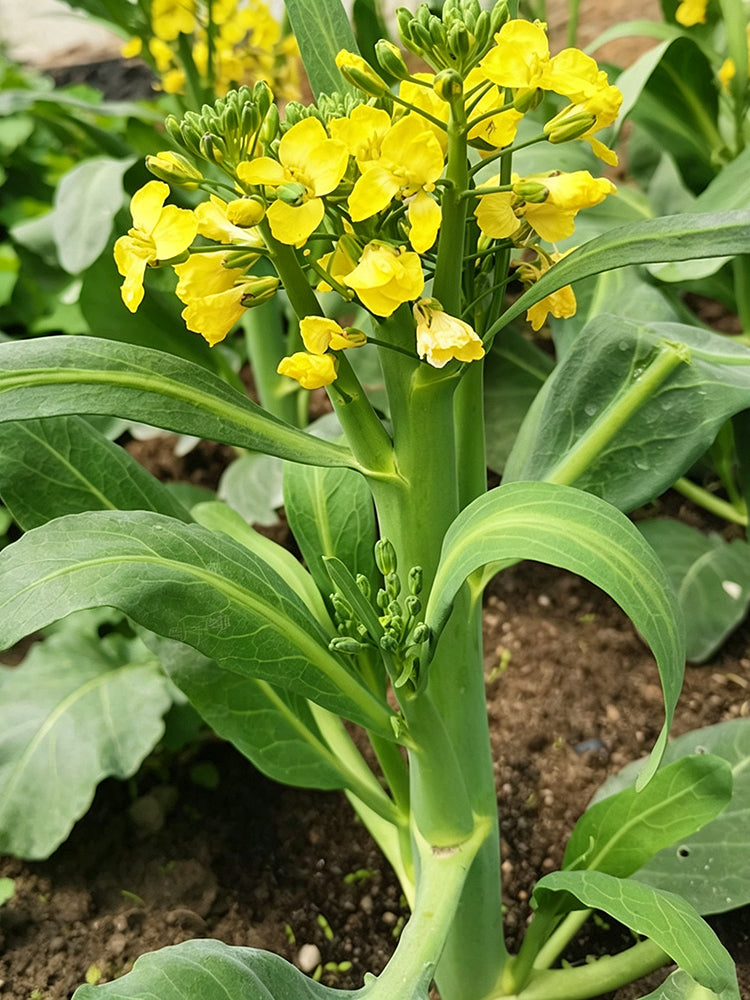 'Jiemei Thick Stem' Chinese Kale