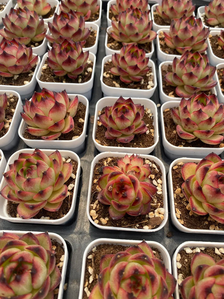 Echeveria cv. 'Gilva'