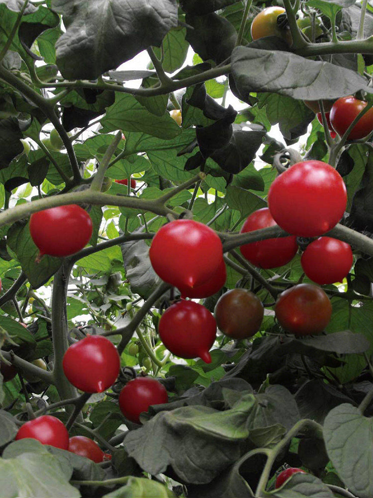 Pink Peach Tomato