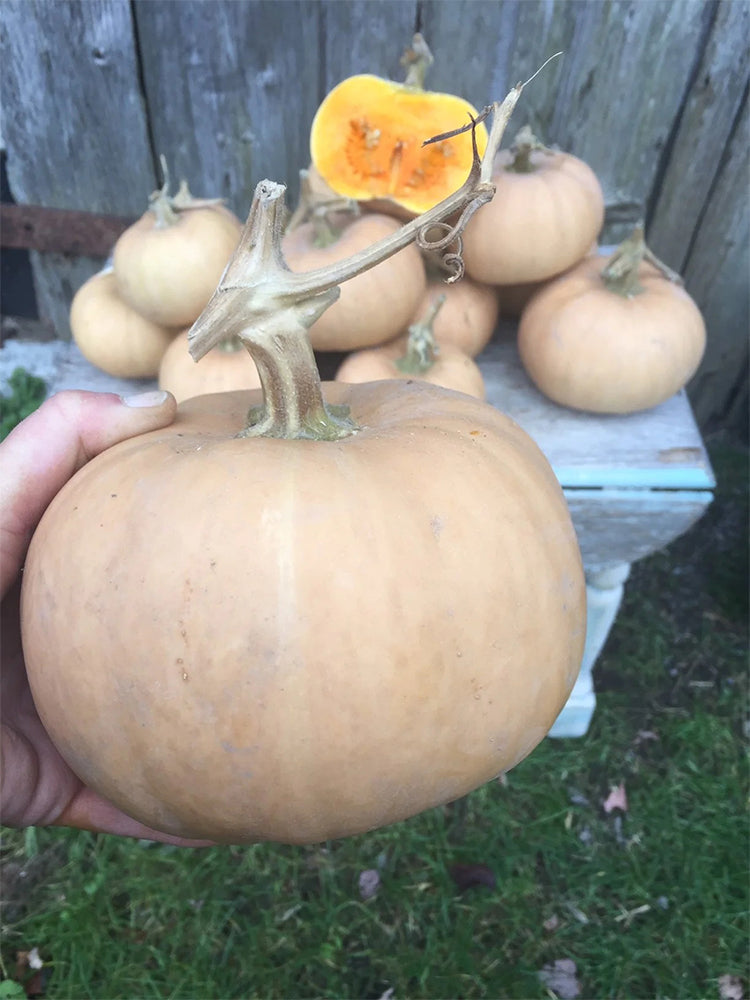 Jinyu 888 Pumpkin