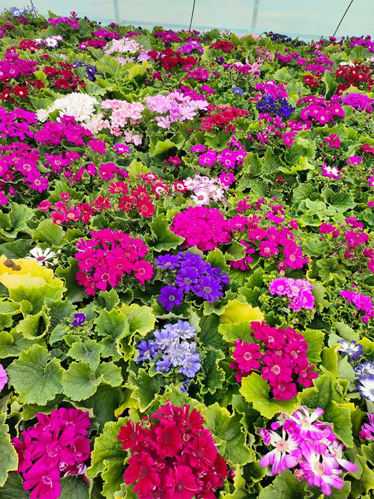 Mixed Colors Large-flowered Cineraria