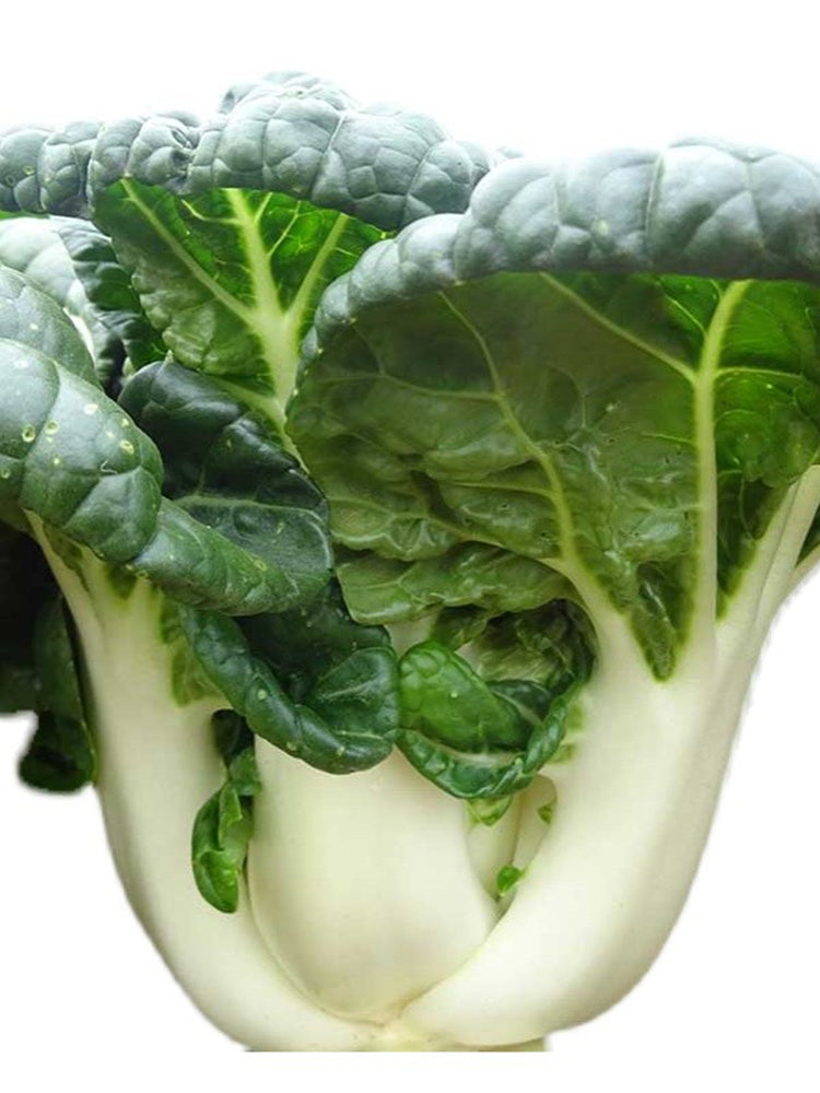 Fresh Sweet Bok Choy